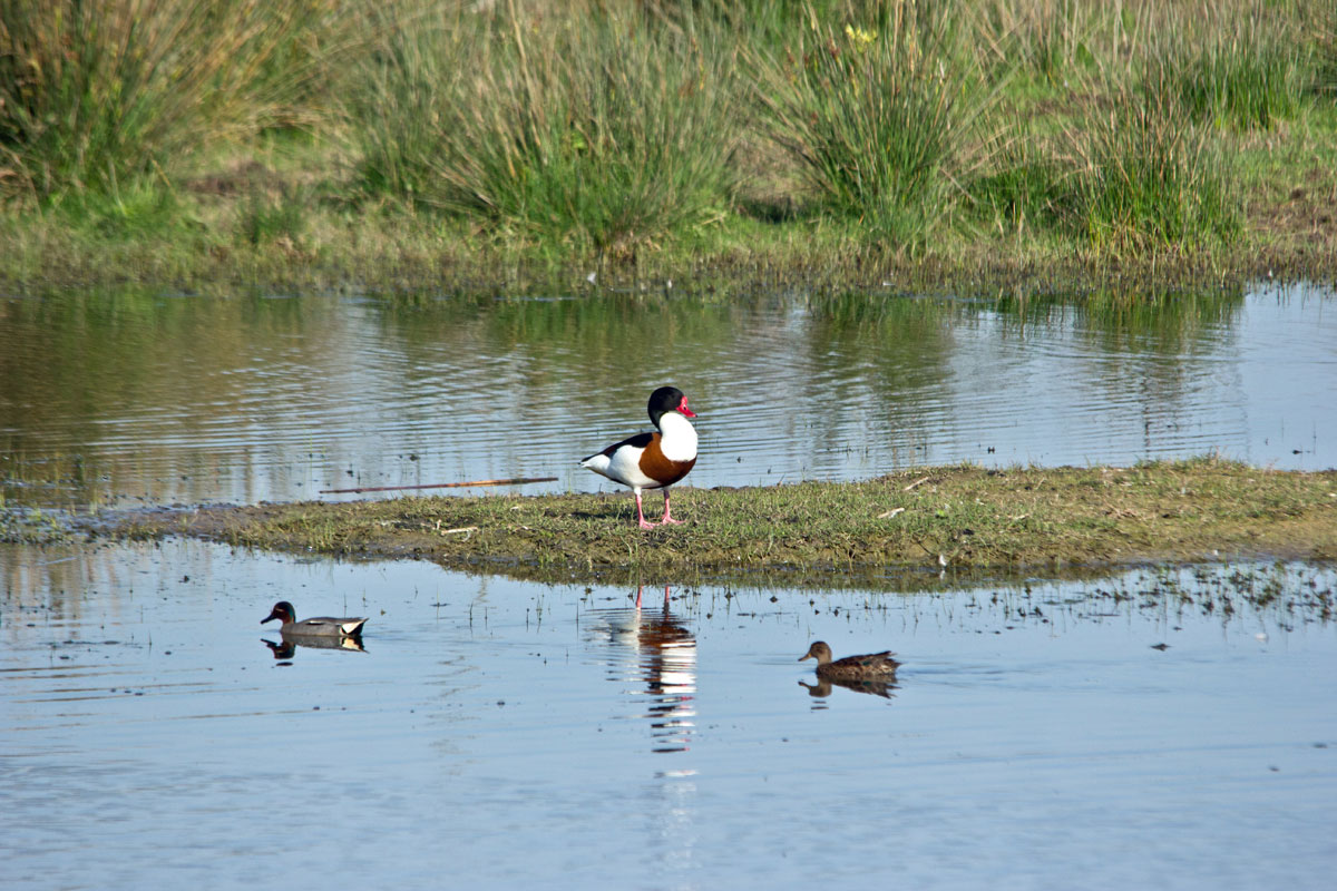 Volpoca  (Tadorna tadorna)